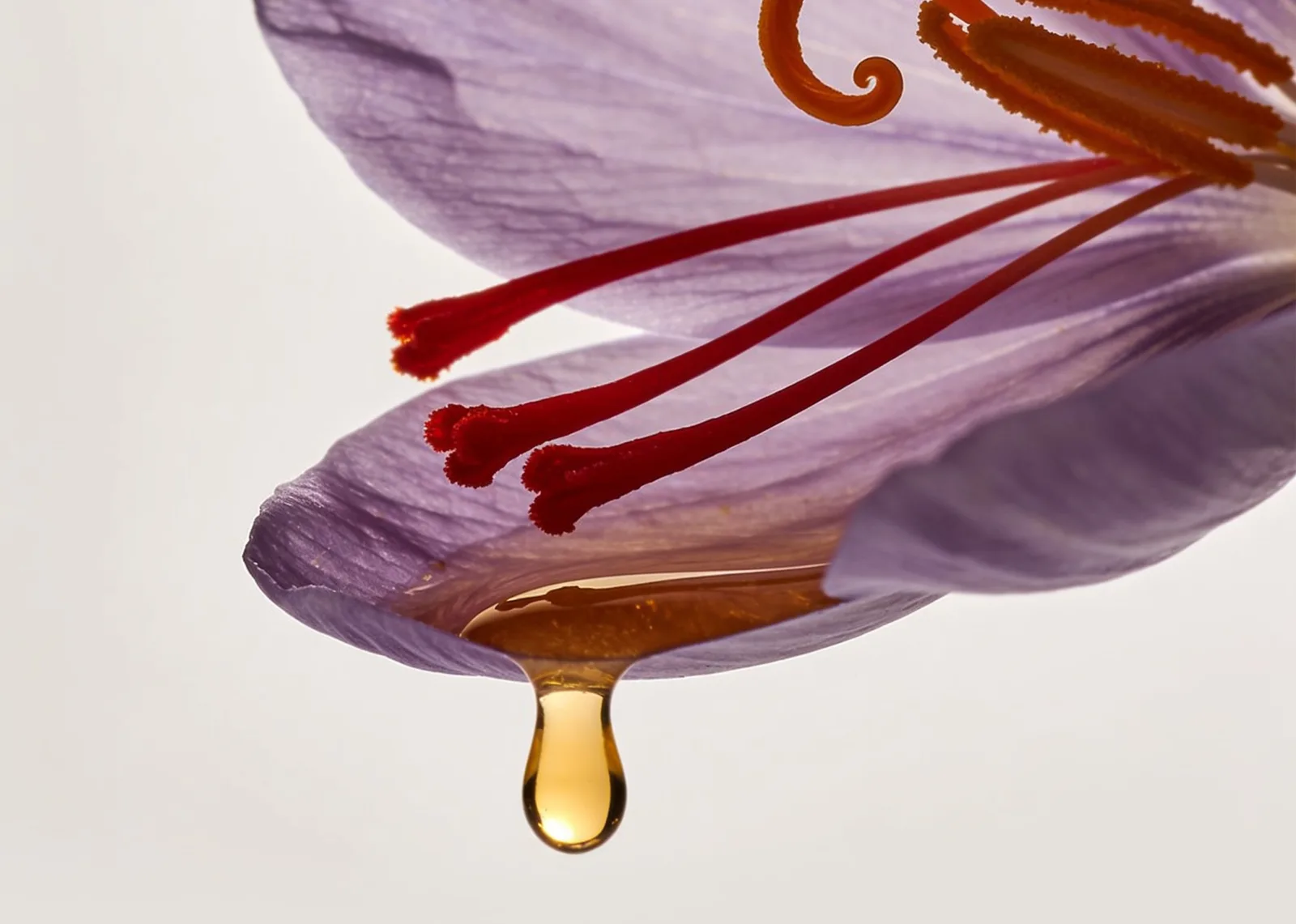 Crocus sativus flower with a drop of saffron infusion